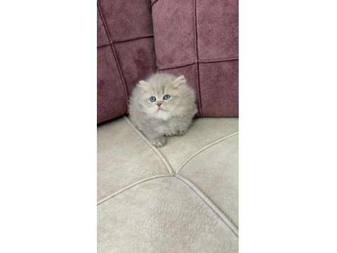 British Longhair Yavru Kedilerimiz