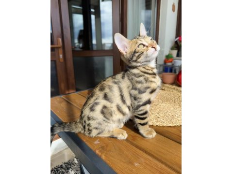 Bengal Kedisi Kardeşler