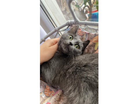 Sevgi Dolu Uysal Russian Blue