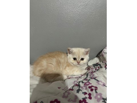 İran Persian Cinsi İki Adet Dişi Yavru