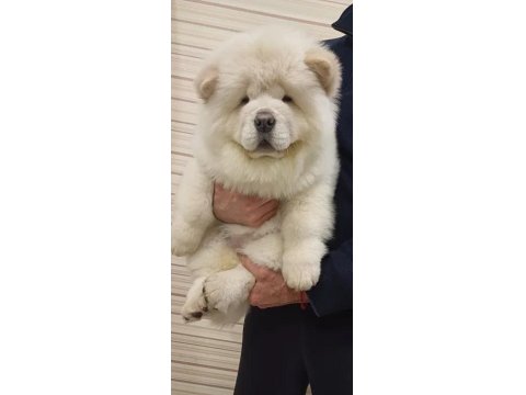 Kusursuz Chow Chow Yavrusu Köpeğimiz