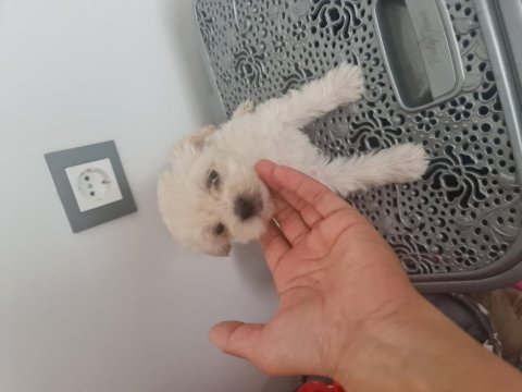 Tuvalet Eğitimli Minyatür Minnak Köpeklerim