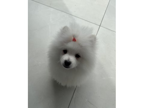 Ayı Surat Pomeranian Boo