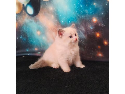 Derin Gözlü Ragdoll Kedimiz