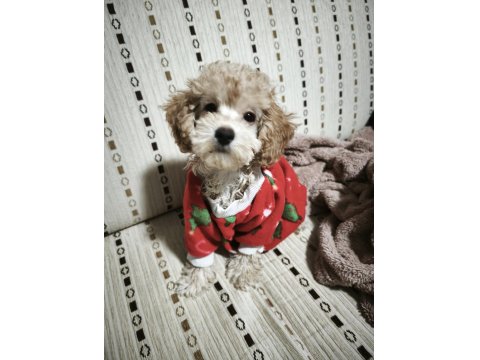 Dişi Toy Poodle 6 Aylık