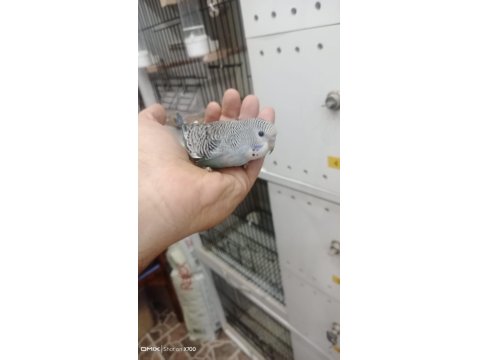 Prehistoricpets Garantisi İle Muhabbet Kuşları