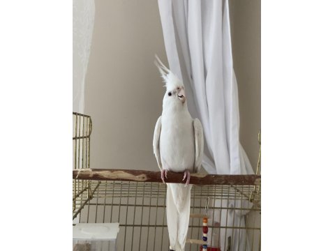 Albino Sultan Papağanı Cinnamon