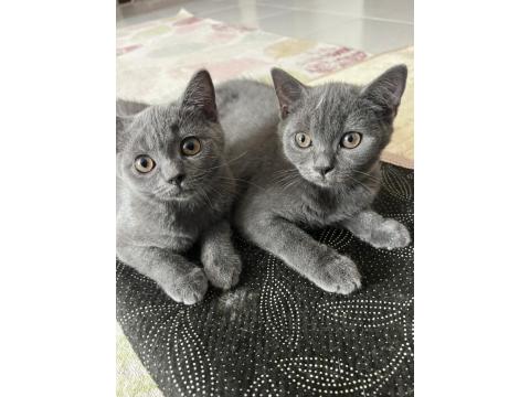 British Shorthair 3 Aylık Dişi Kedimiz