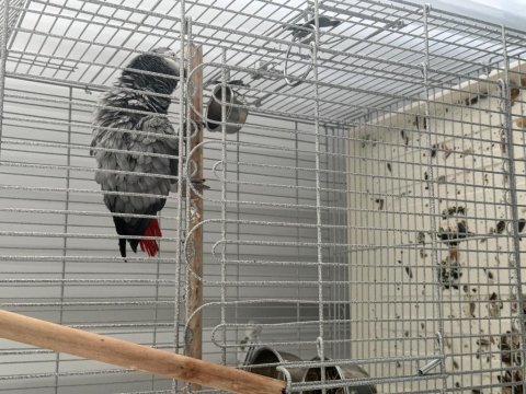 Üst Düzey Jako Papağanı