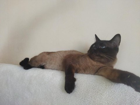 Siyam Cinsi 3 Yaşında Erkek