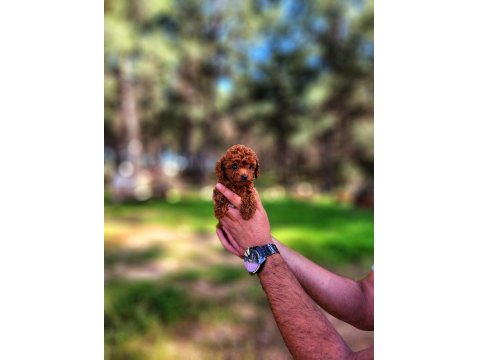 Toy Poodle Mı İstemiştiniz