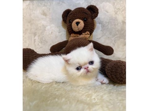 İddia Ediyorum Böyle Güzel İran Kedisi Yok