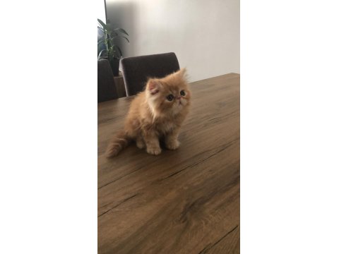 2 Aylık İran Persian