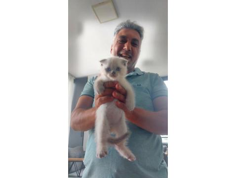 2 Adet Scottish 1 Adet British