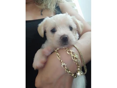 1 Aylık Morkie Bebekler 3 Kız Ve 2 Erkek
