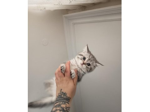 Yavru Ve Minik Kedimiz