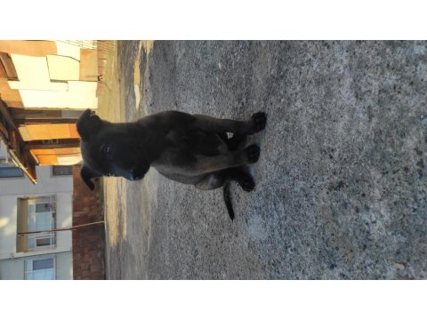 Koyu Renk Malinois Köpekler