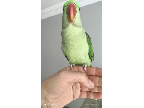 Alexander Papağanımız Coco