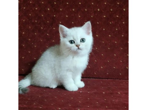 British Shorthair Kedileri