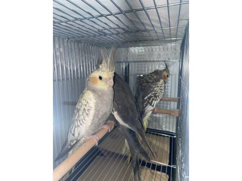 2 Aylık Sultan Papağanı