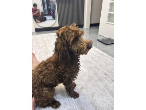 Safkan Toy Poodle 9 Aylık