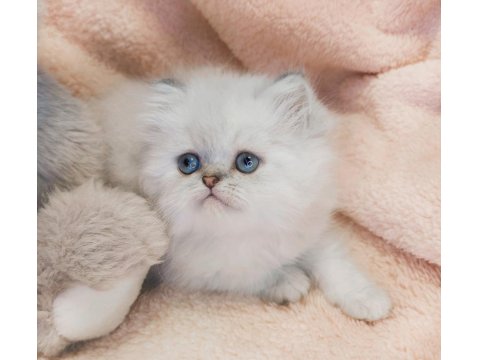 British Longhair Bayram Şekerleri