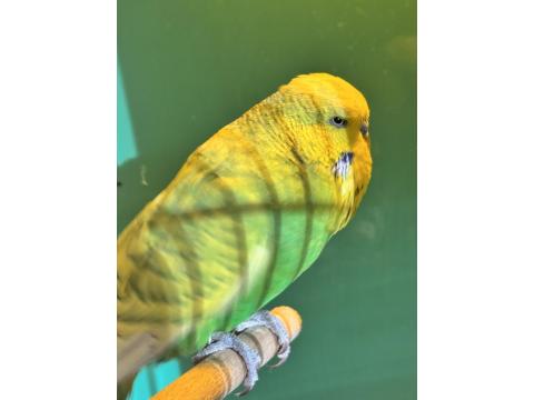 Jumbo Muhabbet Kuşu Çifti