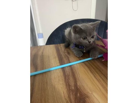 Dişi British Shorthair