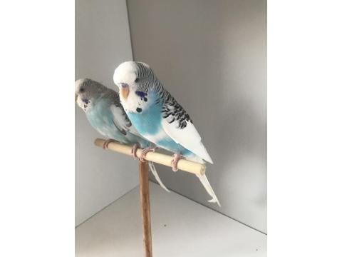 Bulut Mavisi Takım Muhabbet Kuşlar