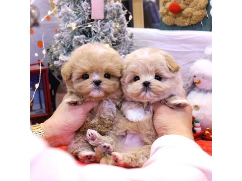 Mükemmel Maltipoo Yavruları