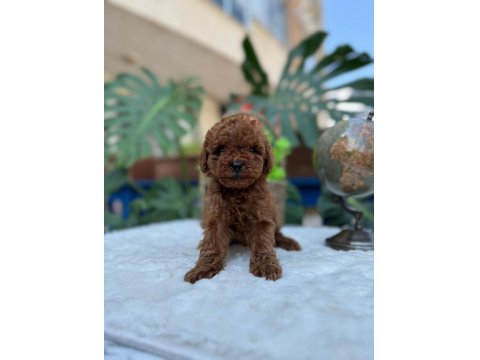 Teslime Hazır 2 Aylik Kore Poodle Bebekler