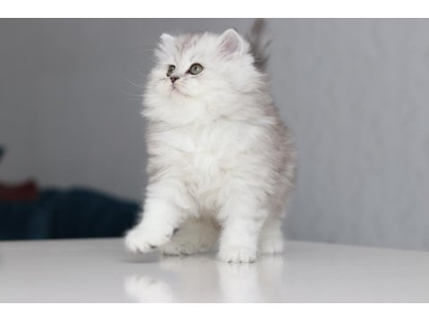 Full Şecereli Babadan Teslime Hazır British Longhair Dişi