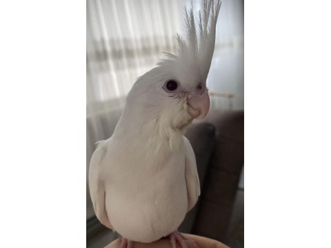 Yavru Sultan Papağanları