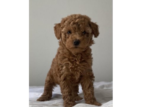 Dark Red Brown Toy Poodle Dişimiz