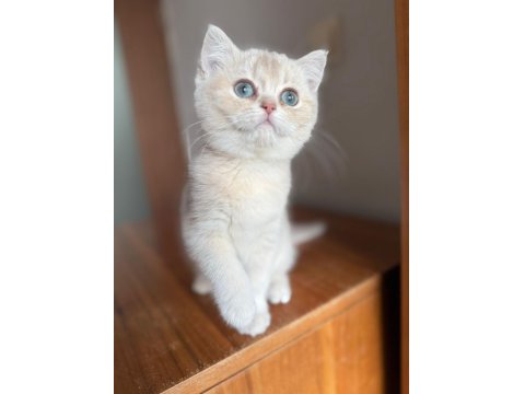 Muhteşem Göz Rengine Sahip Safkan British Yavru