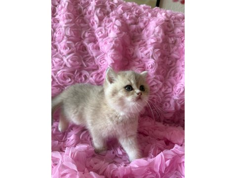 Dişi Bebek Kedim Sahibini Bekliyor