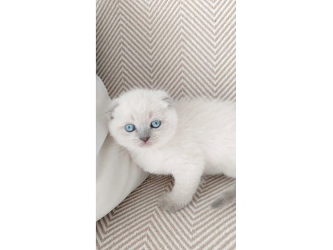 Sahiplendirme Maviş Gözlü Scottish Fold