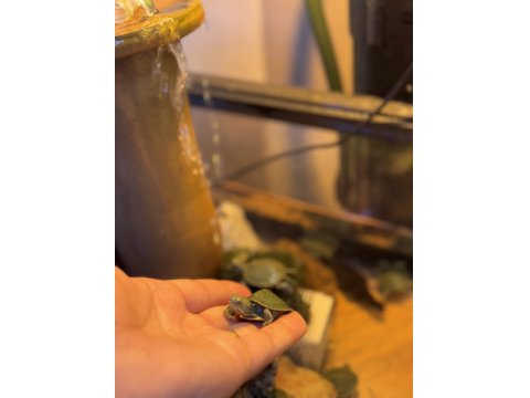 Kırmızı Yanak Singapur Kaplumbağası