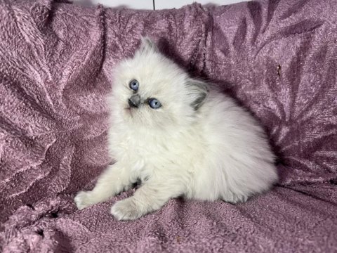 Blue Point British Longhair
