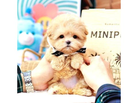 Toy Poodle Birbirinden Güzel Köpekler
