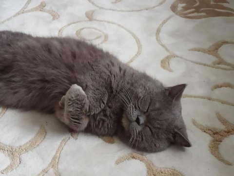 5 Yaşındaki British Longhair Oğlumuza Yeni Yuva Arıyoruz