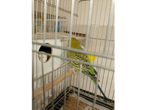 Yumurtalı Çift Sağlam Kan Muhabbet Kuşu