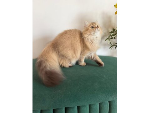 British Longhair Kızlar