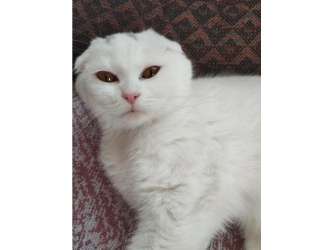 British Blue Point Ve Scottish Fold