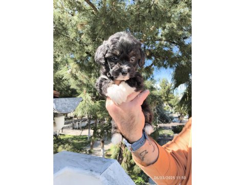 Sevimli Maltipoo Köpekler