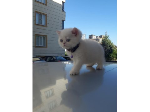 British Golden Babadan Beyaz Cins Yavru Kediler