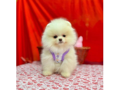 Safkan Pomeranian Boo Köpekleri