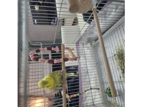 2.5 Yaşında Dişi Rainbow Muhabbet Kuşu