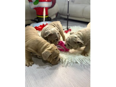 Türkiye Deki En Güzel İngiliz Bulldog Yavrularımız