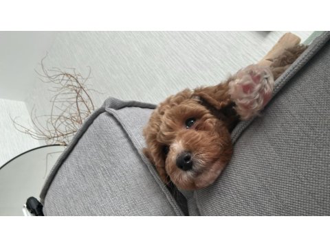 Toy Poodle 3 Aylık Dişi